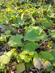Erysiphe cruciferarum