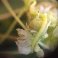 Cuscuta