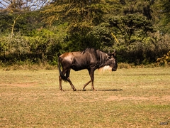 Connochaetes taurinus