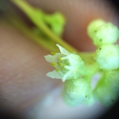Cuscuta