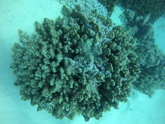 Porites