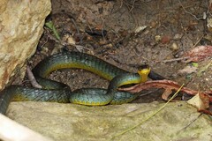 Dendrelaphis punctulatus