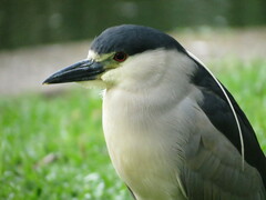 Nycticorax nycticorax