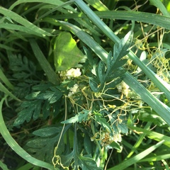 Cuscuta
