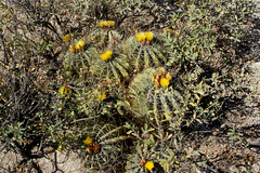 Ferocactus echidne echidne