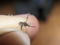 Anopheles punctipennis