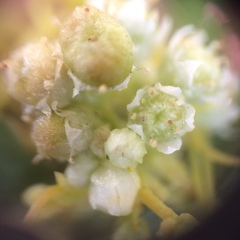 Cuscuta