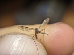 Anopheles punctipennis