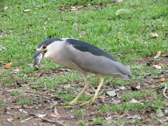 Nycticorax nycticorax