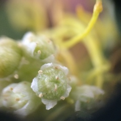 Cuscuta