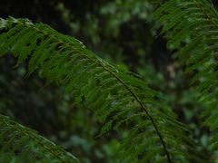 Cyatheaceae
