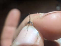 Anopheles punctipennis
