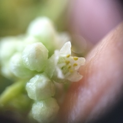 Cuscuta