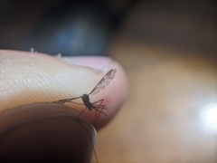 Anopheles punctipennis