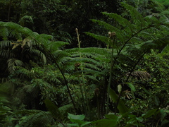 Cyatheaceae