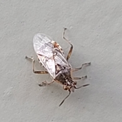 Liorhyssus
