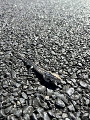 Bradypodion occidentale