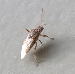 Liorhyssus
