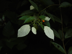 Mussaenda