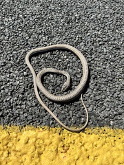 Psammophis leightoni