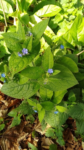 Pentaglottis sempervirens