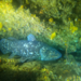 West Indian Ocean Coelacanth - Photo (c) wrecklessmarine, some rights reserved (CC BY-NC)