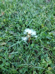Taraxacum erythrospermum