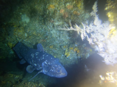 Coelacanth photo 2