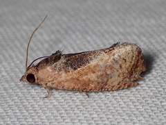 Cryptophlebia ombrodelta