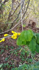 Laburnum anagyroides