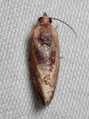 Cryptophlebia ombrodelta