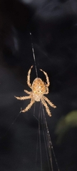 Araneus diadematus