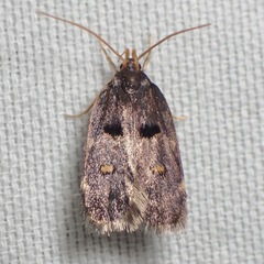 Cophomantella lychnocentra