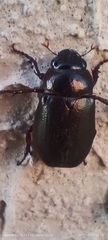 Scarabaeidae