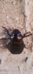 Scarabaeidae