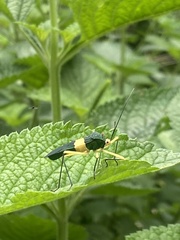 Paryphes