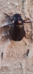 Scarabaeidae