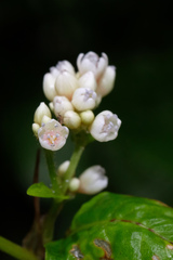 Persicaria chinensis