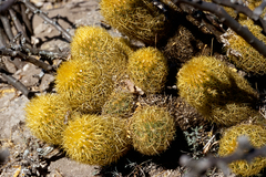 Coryphantha erecta