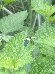 Paryphes