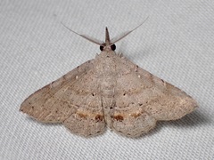 Heterormista modesta