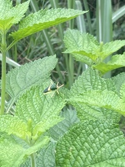Paryphes