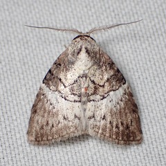 Acatapaustus mesoleuca