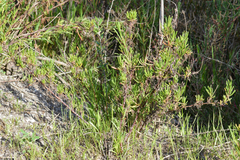 Limbarda crithmoides