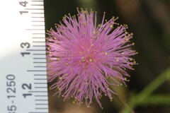 Mimosa microphylla