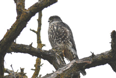 Falco columbarius suckleyi
