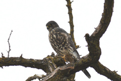 Falco columbarius suckleyi