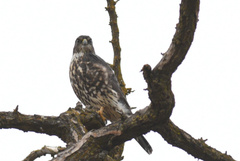 Falco columbarius suckleyi
