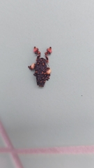 Phobetron hipparchia