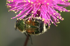 Trichiotinus lunulatus